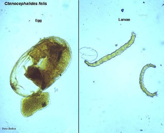 کتنوسفالیدس فلیس