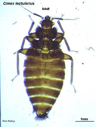 سیمکس لکتولاریوس