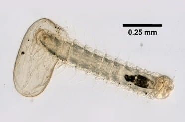 کتنوسفالیدس فلیس