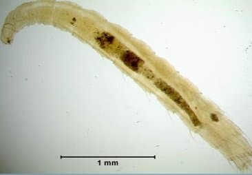 کتنوسفالیدس کنیس