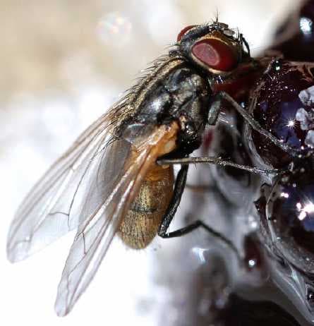 موسکا دامستیکا(مگس خانگی)