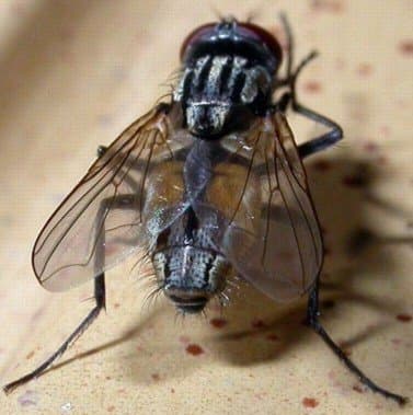 موسکا دامستیکا(مگس خانگی)