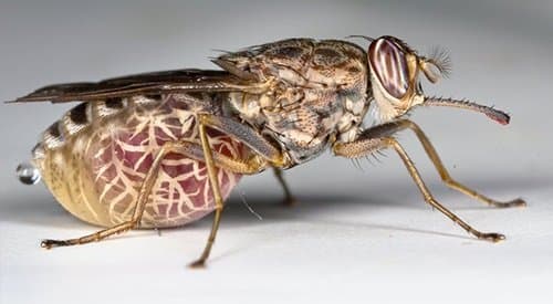 مگس تسه تسه-گلوسینا