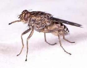 مگس تسه تسه-گلوسینا