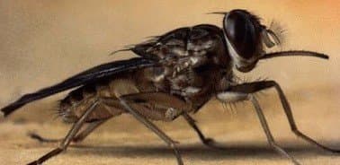 مگس تسه تسه-گلوسینا