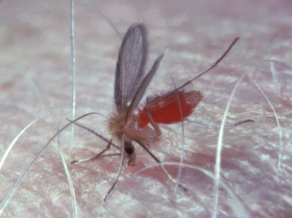 پشه‌های خاکی