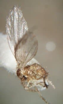 پشه‌های خاکی