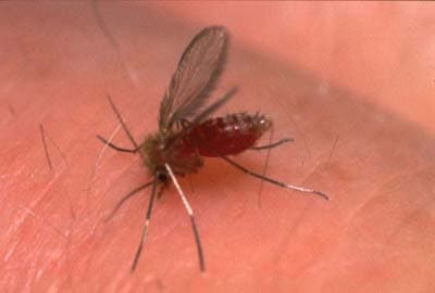 پشه‌های خاکی