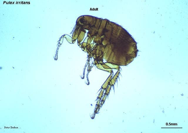 پولکس ایریتنس