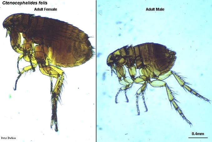 کتنوسفالیدس فلیس