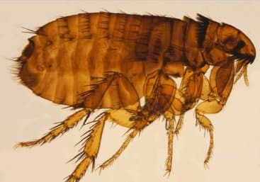 کتنوسفالیدس فلیس