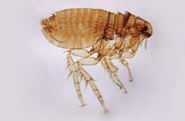 کتنوسفالیدس فلیس