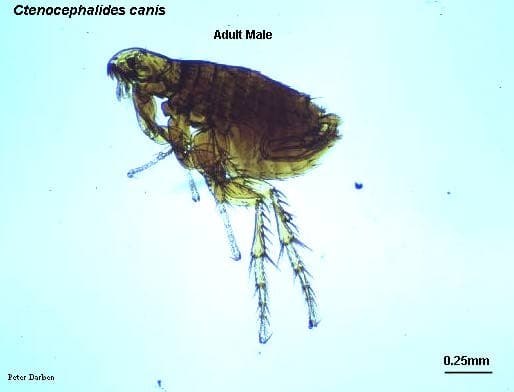 کتنوسفالیدس کنیس