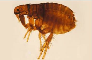 کتنوسفالیدس کنیس