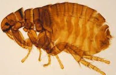 کتنوسفالیدس کنیس