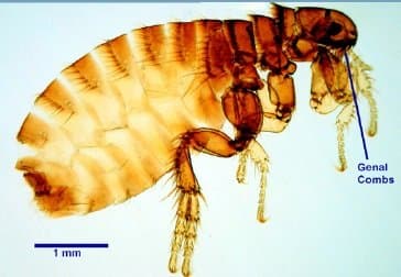 کتنوسفالیدس کنیس
