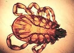 جنس بوئوفیلوس