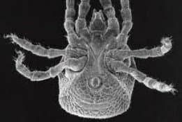 جنس آنتریکولا