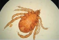 جنس بوئوفیلوس