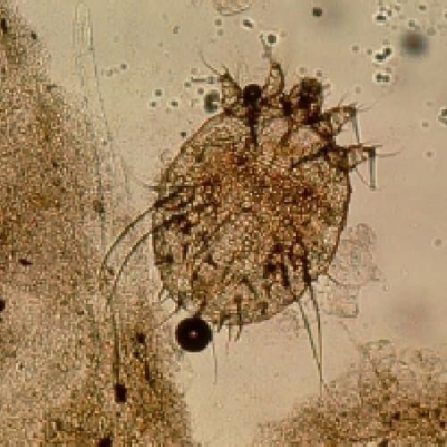 جنس سارکوپت