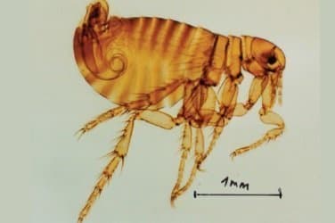 پولکس ایریتنس