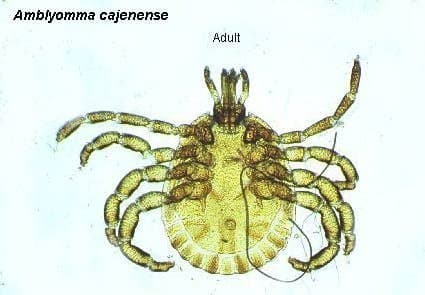 جنس آمبلیوما