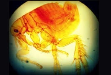 تونگا پنترانس