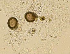 تنیا ساژیناتا