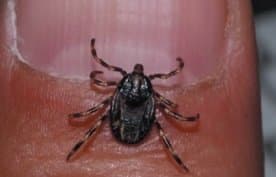 جنس هیالوما