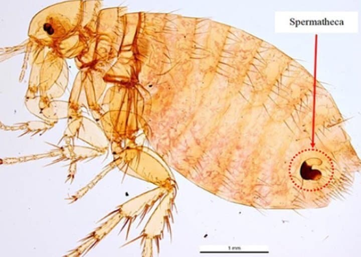 گزنوپسیلا کئوپیس