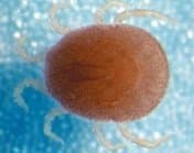 جنس اورنیتودوروس