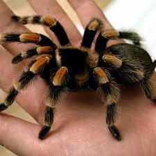 عنکبوت تارانتولا