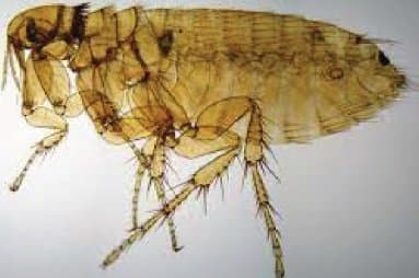 نوزوپسیلوس فاسیاتوس