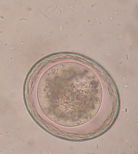 توکسوکارا کنیس