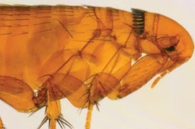 نوزوپسیلوس فاسیاتوس