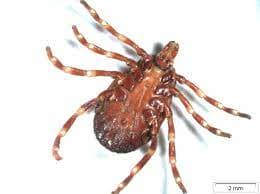 جنس هیالوما