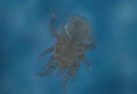 جنس ماکرونیسوس