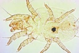 جنس درماتوفاگوئیدس (آمریکایی)