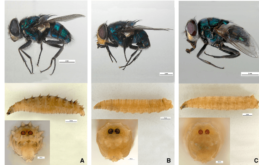 کالیفوریده-کرایزومیا