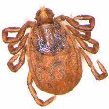 جنس همافیزالیس