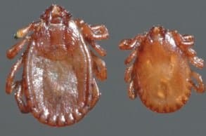 جنس همافیزالیس