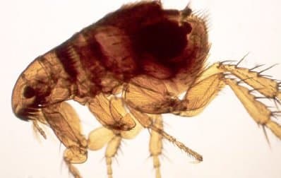 کتنوسفالیدس فلیس