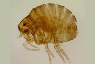 اکیدنوفاگا گالیناسه