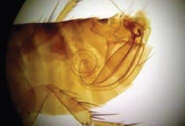 نوزوپسیلوس فاسیاتوس