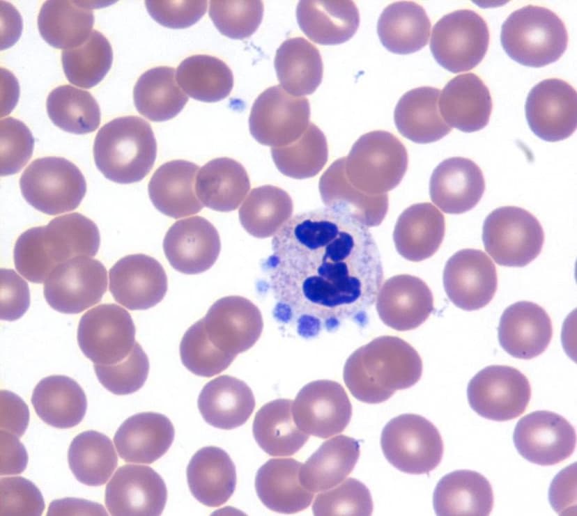 پدیده تجمع اقماری پلاکت‌ها در اطراف لکوسیت‌های نوتروفیل