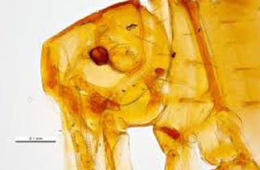 اکیدنوفاگا گالیناسه