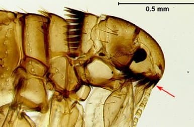 کتنوسفالیدس کنیس