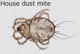 جنس درماتوفاگوئیدس (اروپایی)