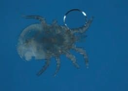 جنس ماکرونیسوس