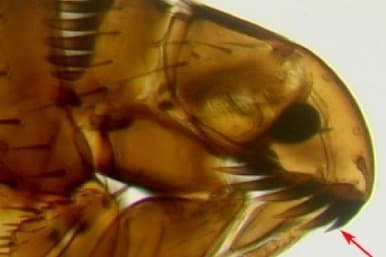 کتنوسفالیدس فلیس